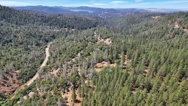 a tree covered with snow on the side of the road