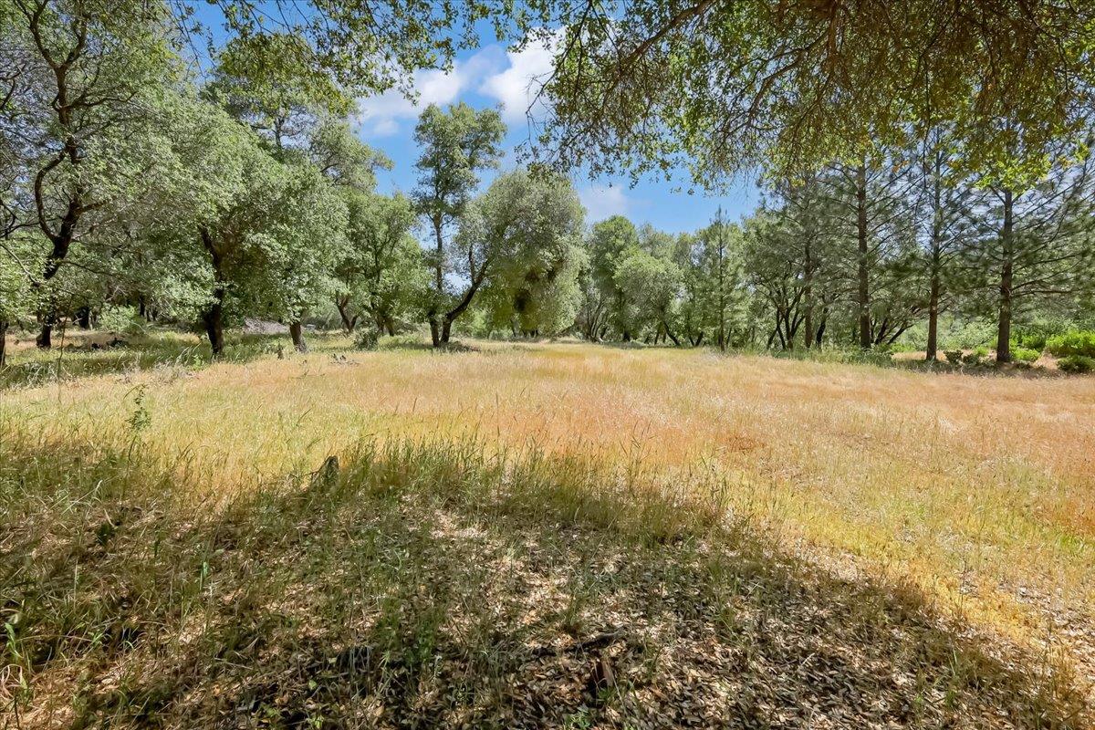 14818 Willow Glen Road Rackerby, CA 95972 - Photo 38 of 72 a view of yard with trees