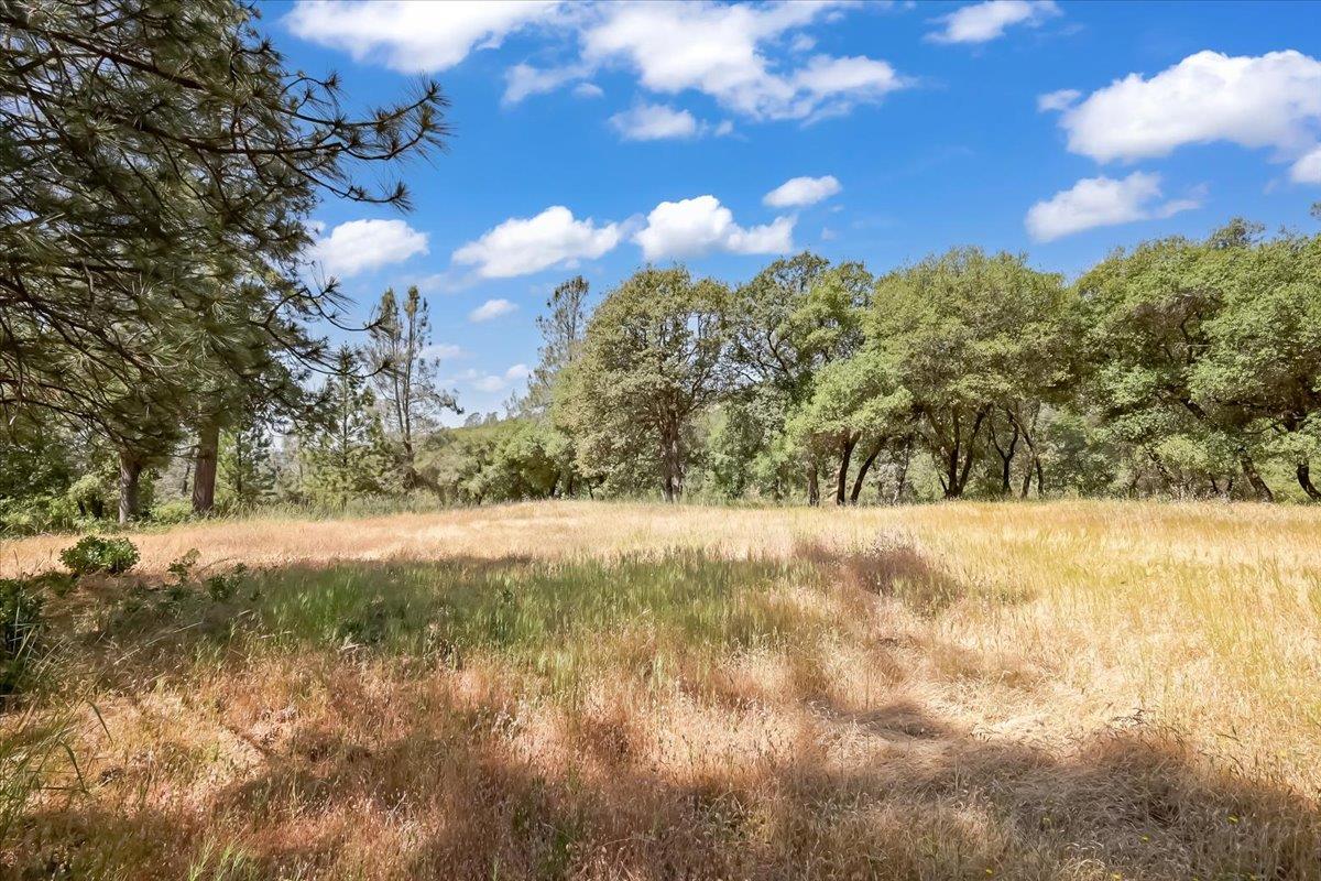 14818 Willow Glen Road Rackerby, CA 95972 - Photo 40 of 72 a view of a yard with a tree