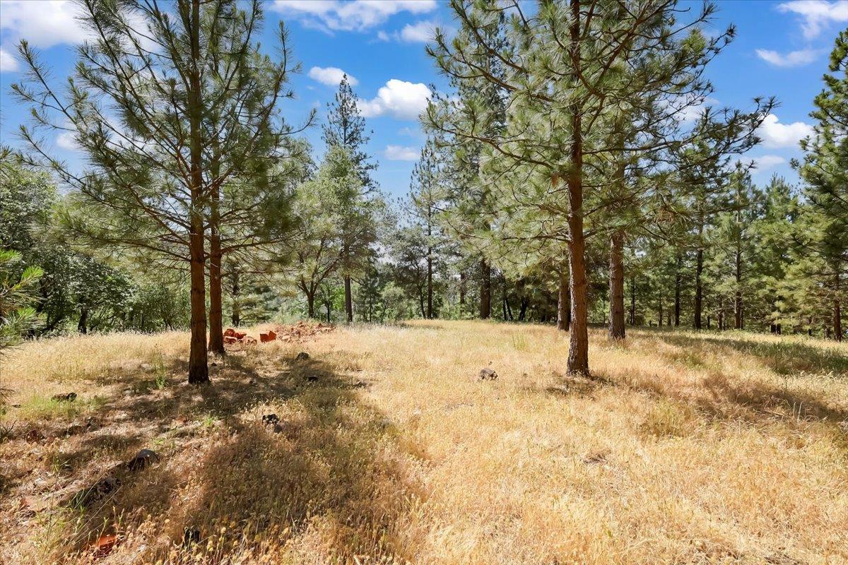14818 Willow Glen Road Rackerby, CA 95972 - Photo 4 of 72 a tree covered with snow on the side of the road