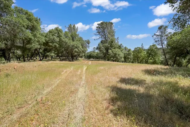 a view of a yard with a tree