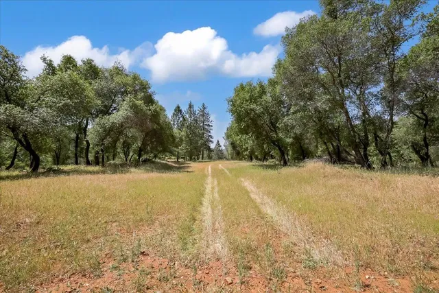 a view of a yard with a tree
