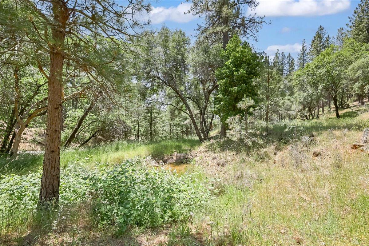 14818 Willow Glen Road Rackerby, CA 95972 - Photo 45 of 72 a view of a yard with plants and a bench