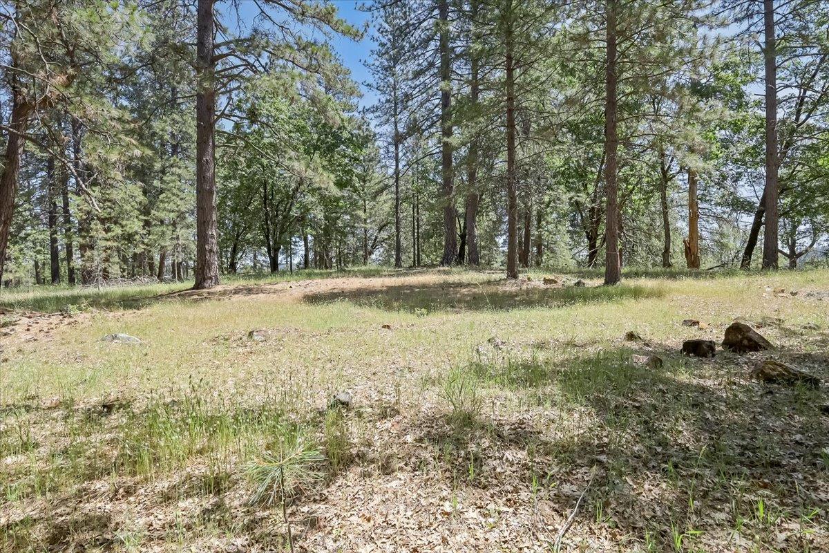 14818 Willow Glen Road Rackerby, CA 95972 - Photo 61 of 72 a view of a yard with a tree