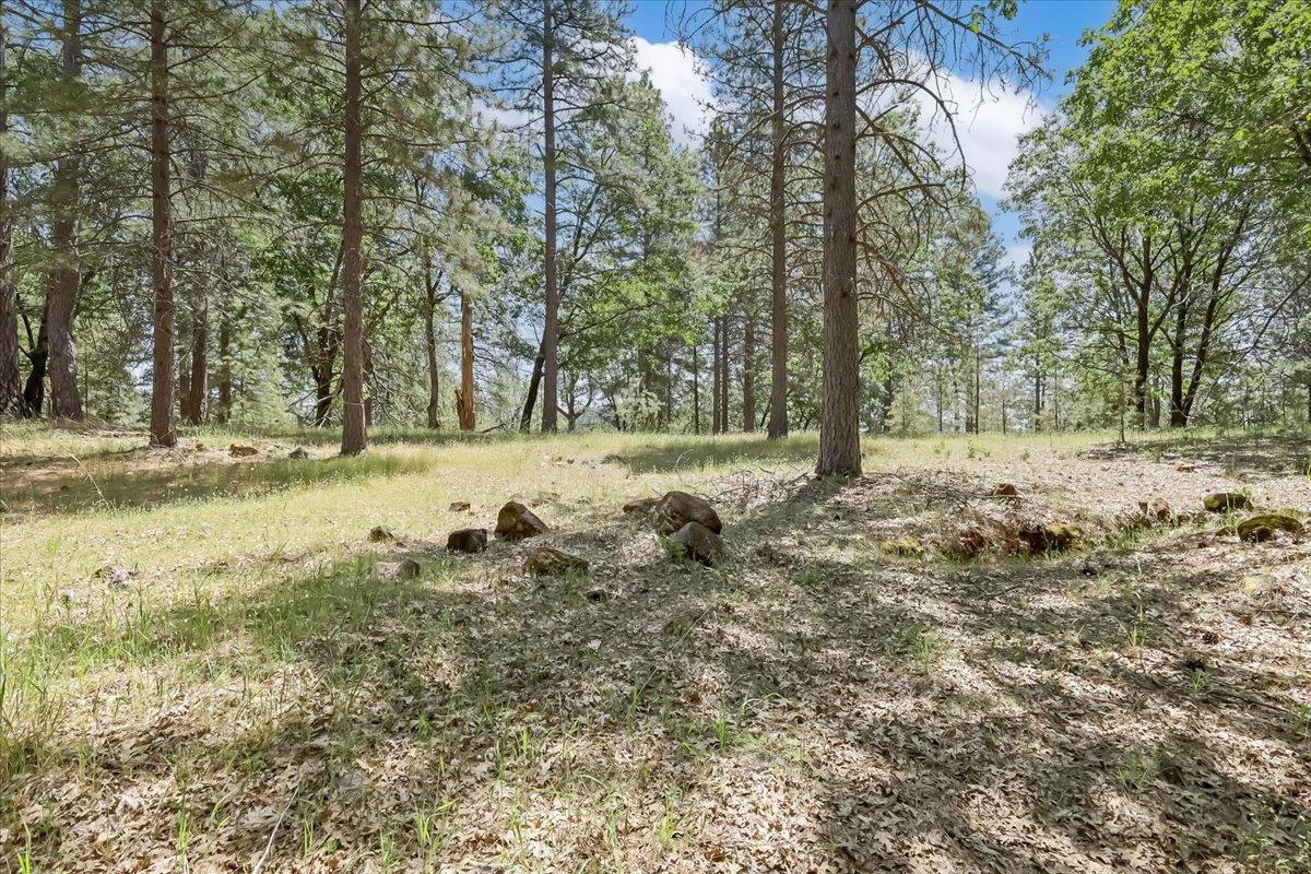 14818 Willow Glen Road Rackerby, CA 95972 - Photo 62 of 72 a view of a yard with a tree
