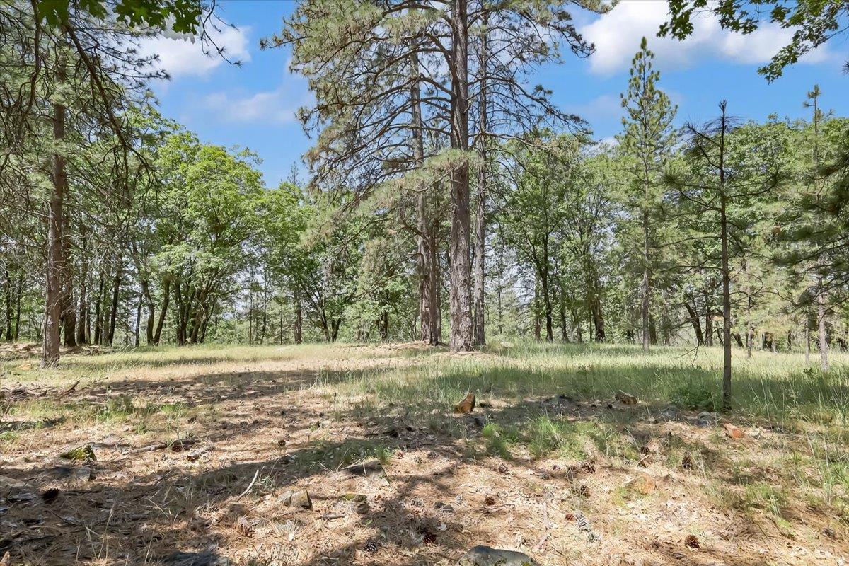 14818 Willow Glen Road Rackerby, CA 95972 - Photo 64 of 72 a view of a yard with a tree