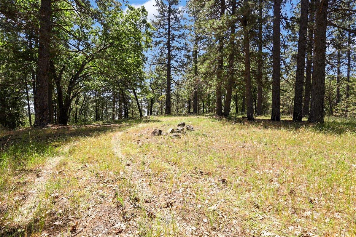 14818 Willow Glen Road Rackerby, CA 95972 - Photo 65 of 72 a view of yard with trees