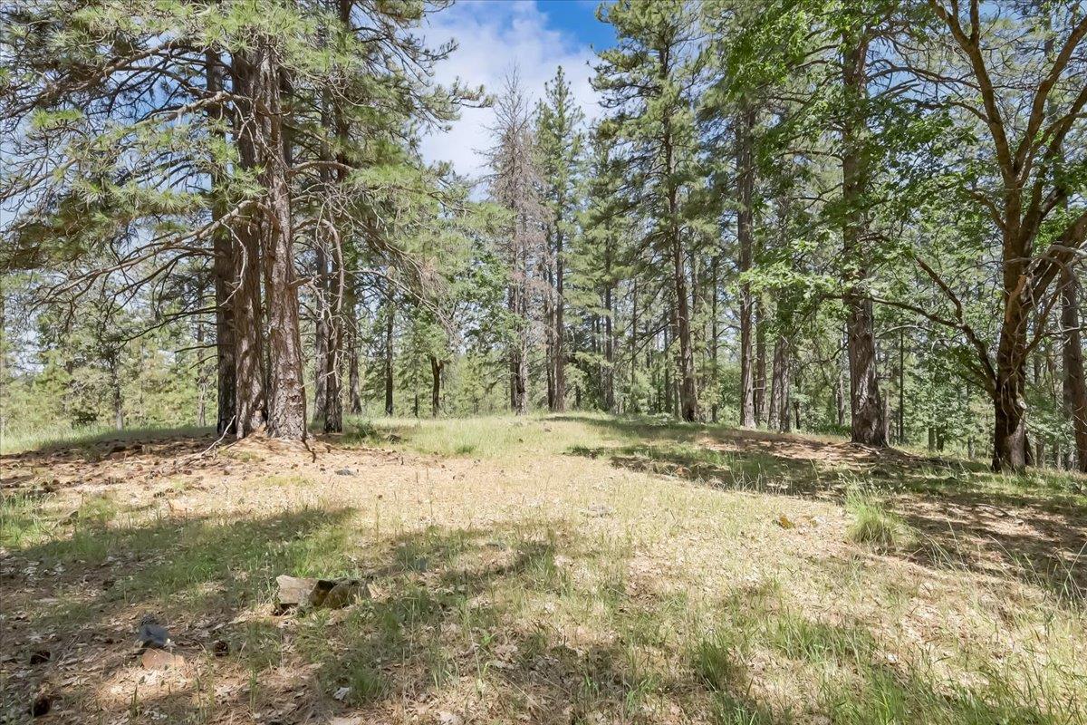 14818 Willow Glen Road Rackerby, CA 95972 - Photo 67 of 72 a view of a yard with trees