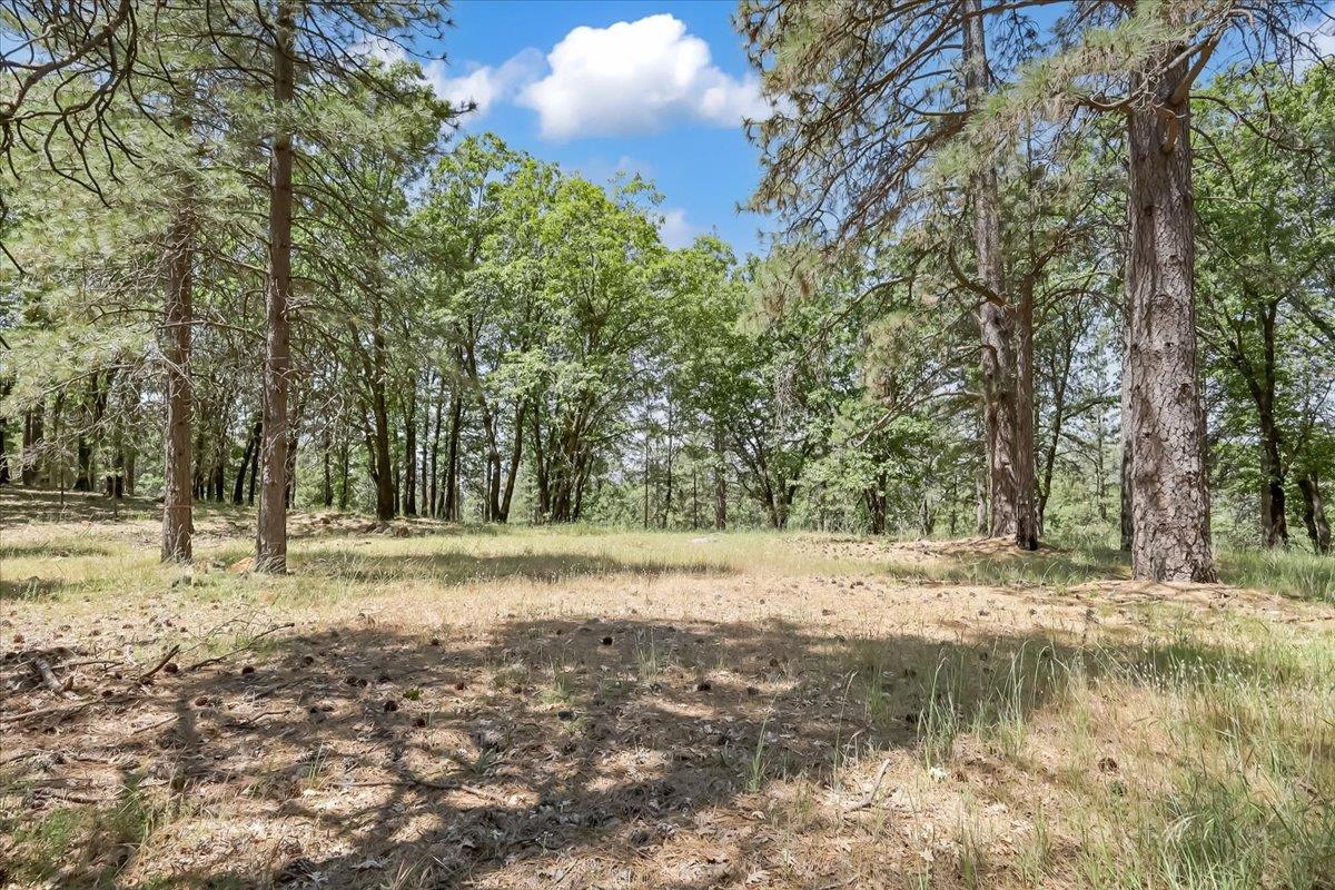 14818 Willow Glen Road Rackerby, CA 95972 - Photo 69 of 72 a view of dirt yard with a trees