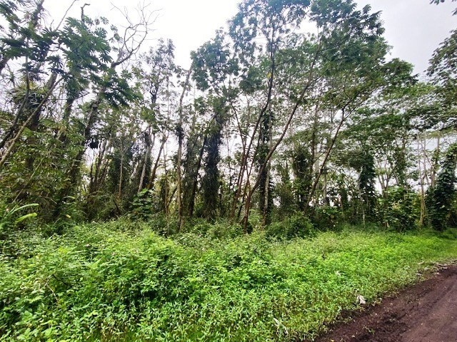 a view of lush green forest with lots of trees
