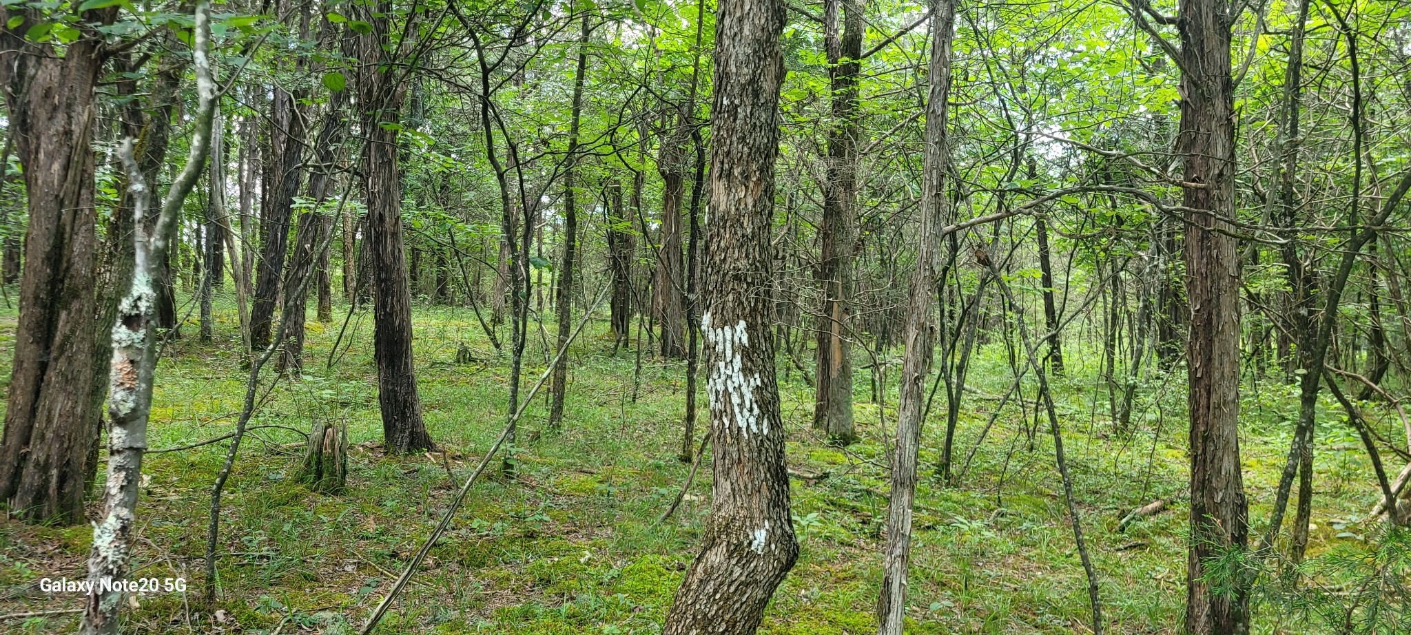 1 Clem Creek Road Chapel Hill, TN 37034 - Photo 8 of 12