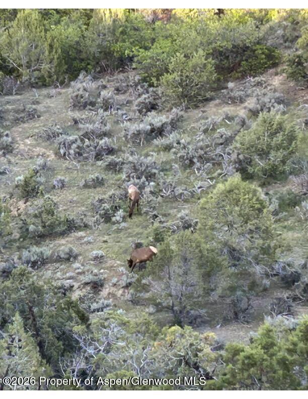 201 Cedar Breaks Road Rifle, CO 81650 - Photo 33 of 35 Elk