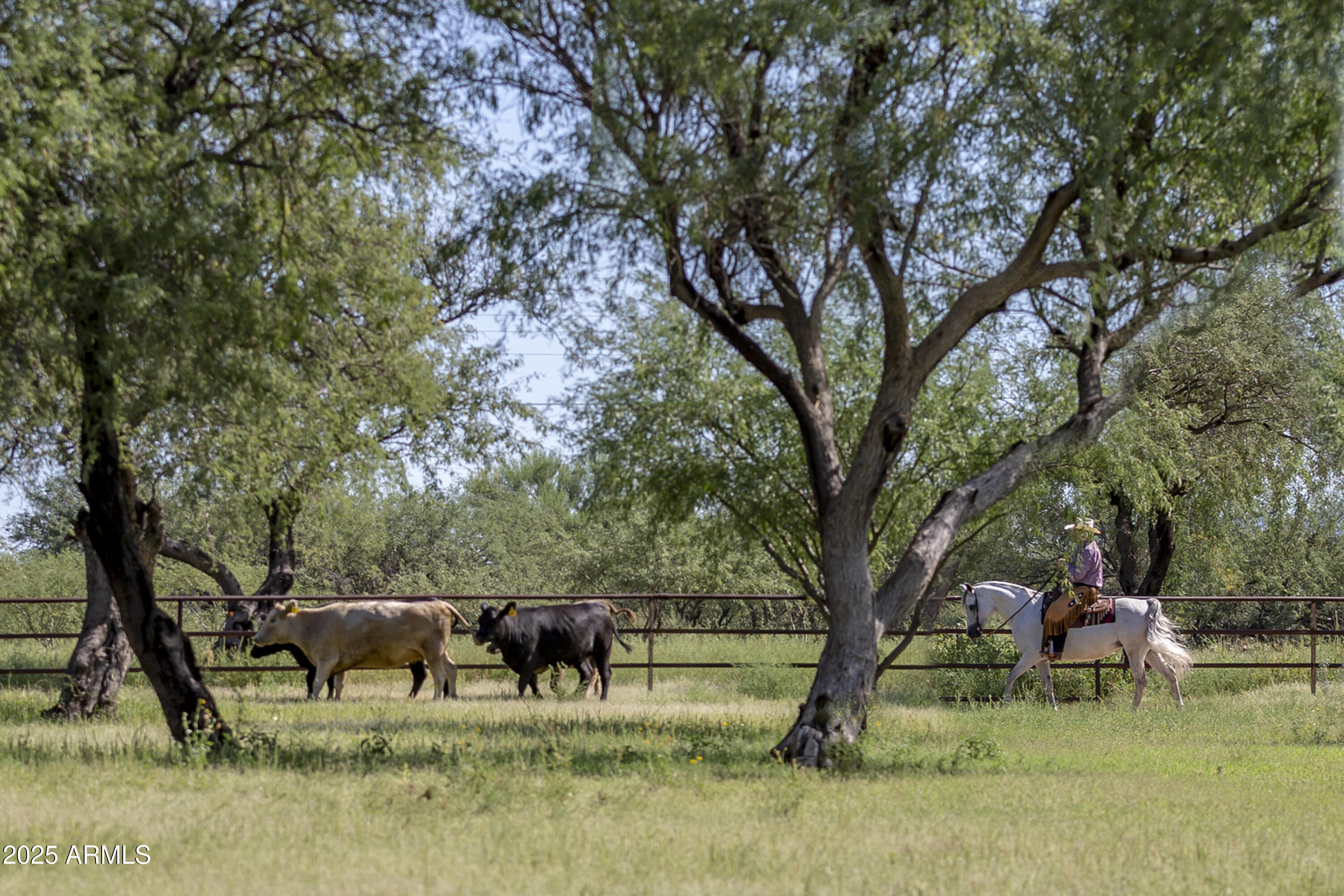 3155 West Elephant Head Road Amado, AZ 85645 - Photo 43 of 79 RS_CowWork18_5989