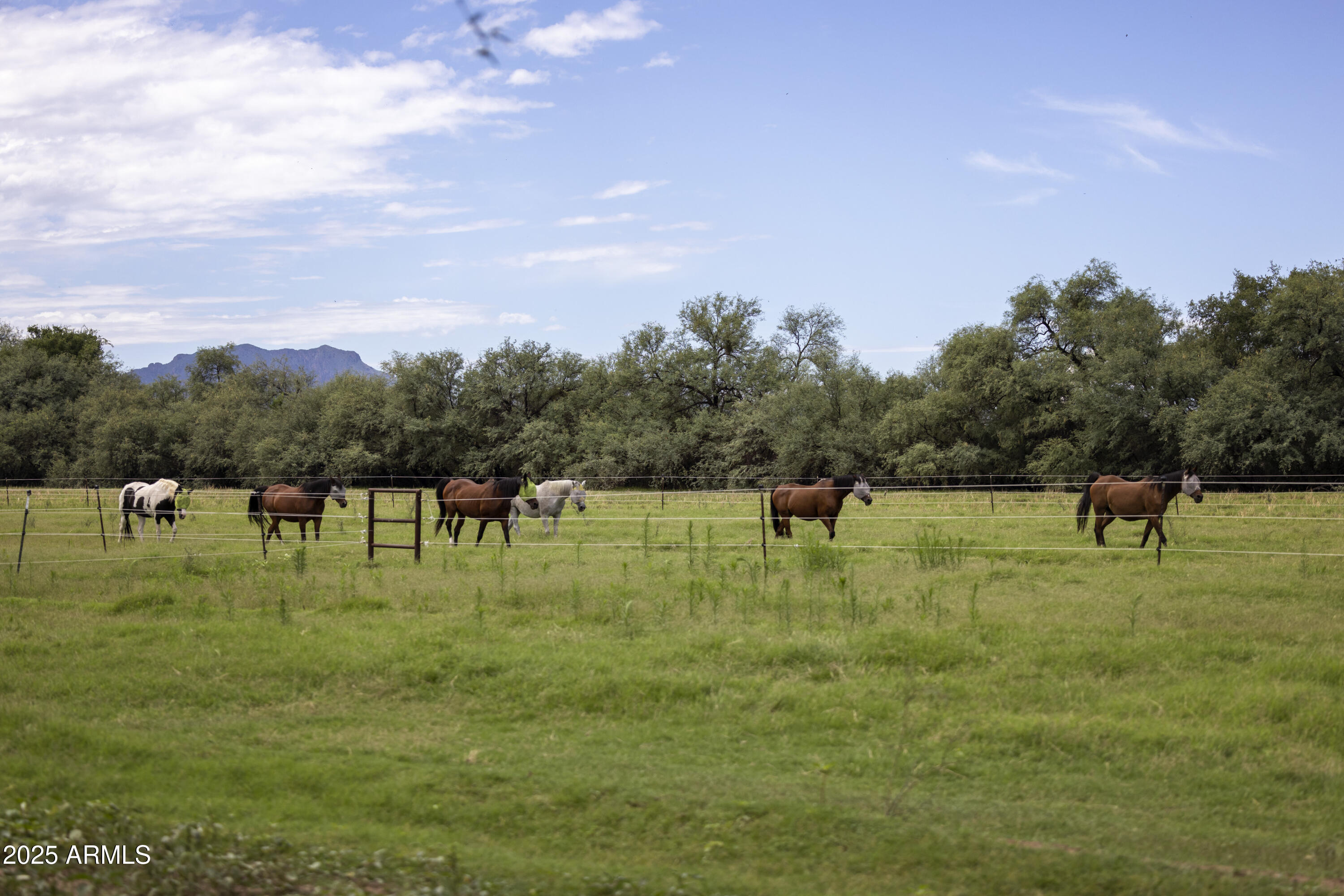 3155 West Elephant Head Road Amado, AZ 85645 - Photo 59 of 79 RS_Pastures_2292