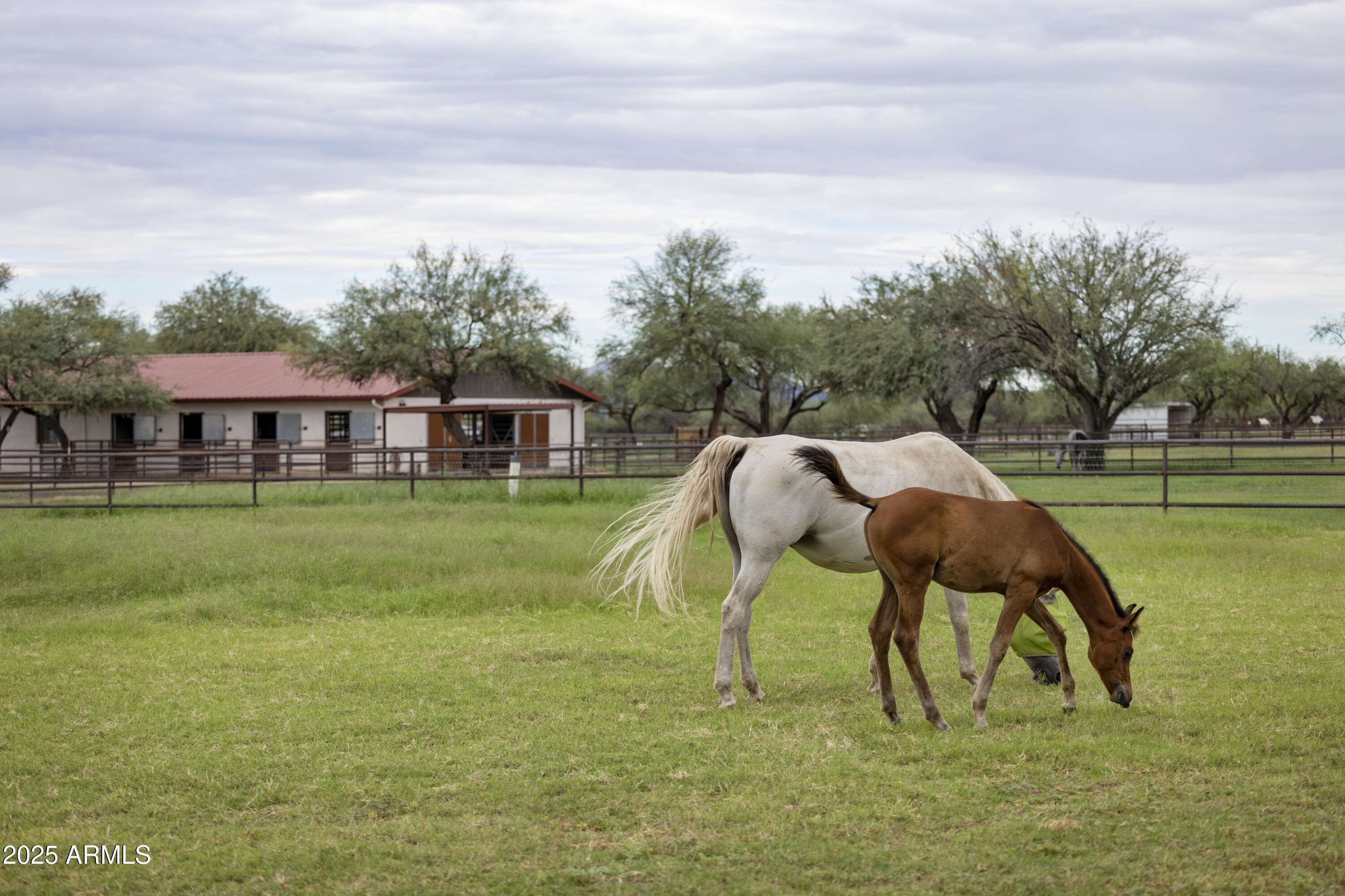 3155 West Elephant Head Road Amado, AZ 85645 - Photo 62 of 79 RS_Pastures_1782