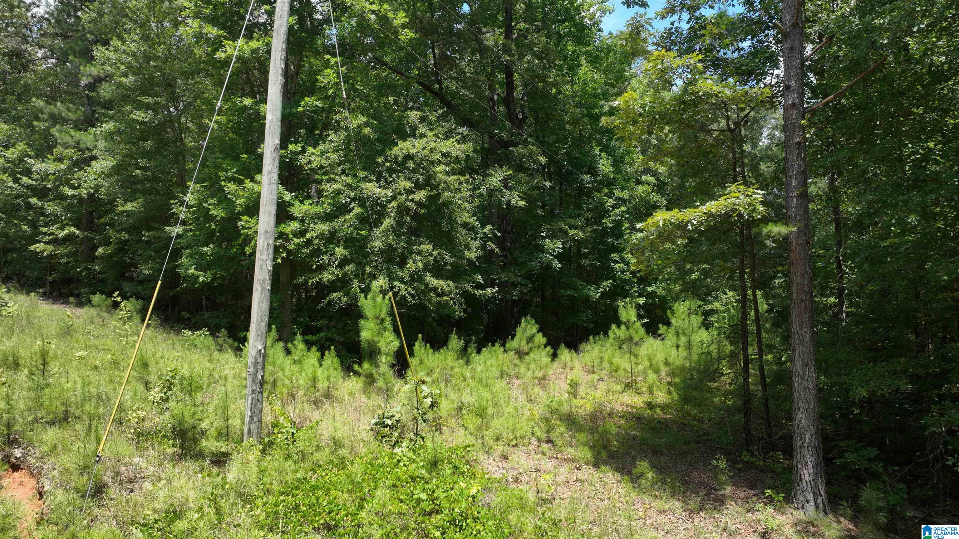 0 Pinetucky Lane Heflin, AL 36264 - Photo 7 of 16