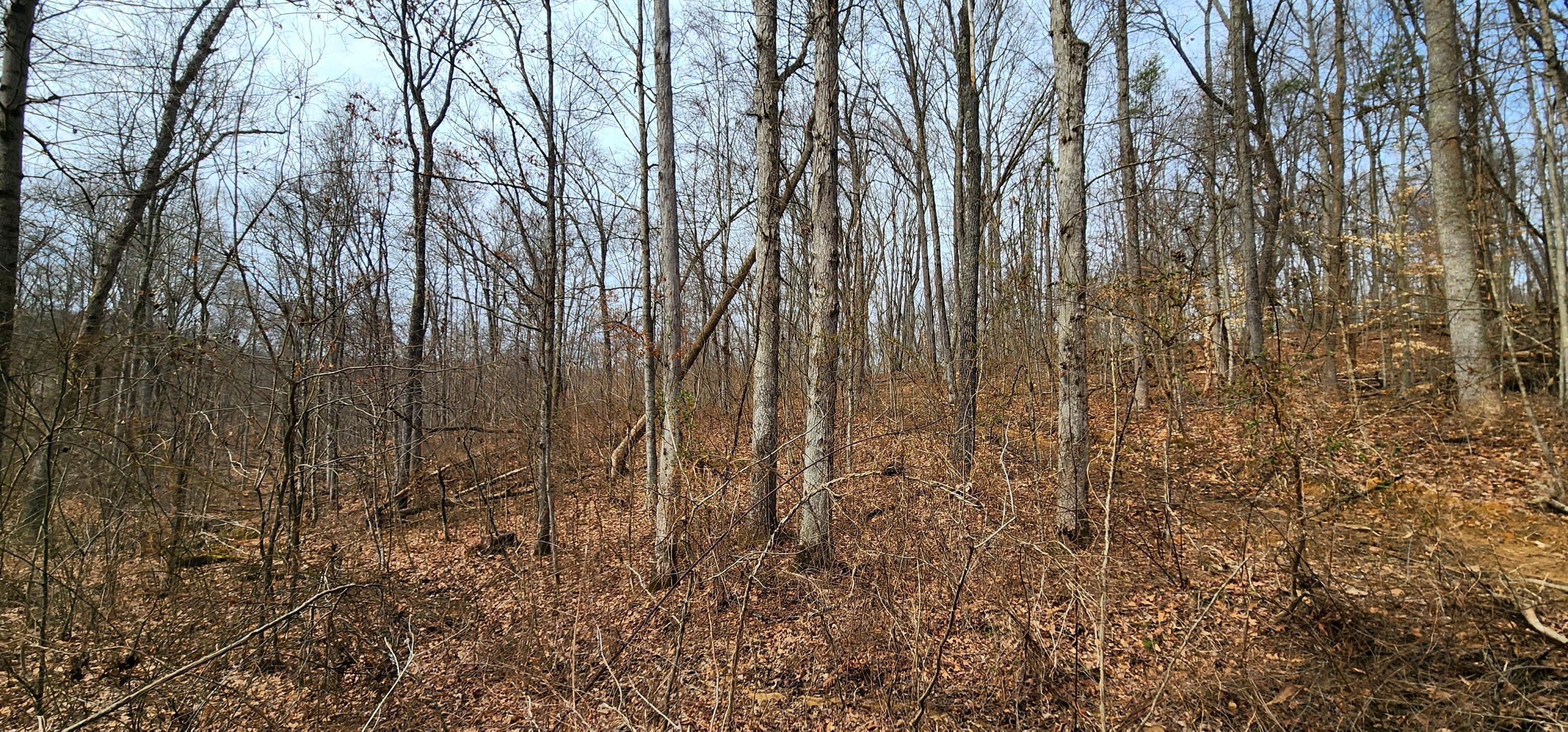0 Edmundson Road, Unit TRACT 4 AT BIG TIMBER) Vinton, OH 45686 - Photo 42 of 67 20250307_115400