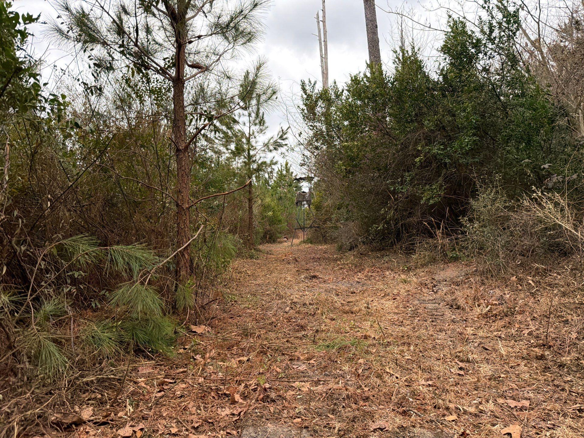 3 J C J C Barefoot Road Patrick, SC 29584 - Photo 3 of 17 22-Feb 11 2026 06_28pm-x6jP