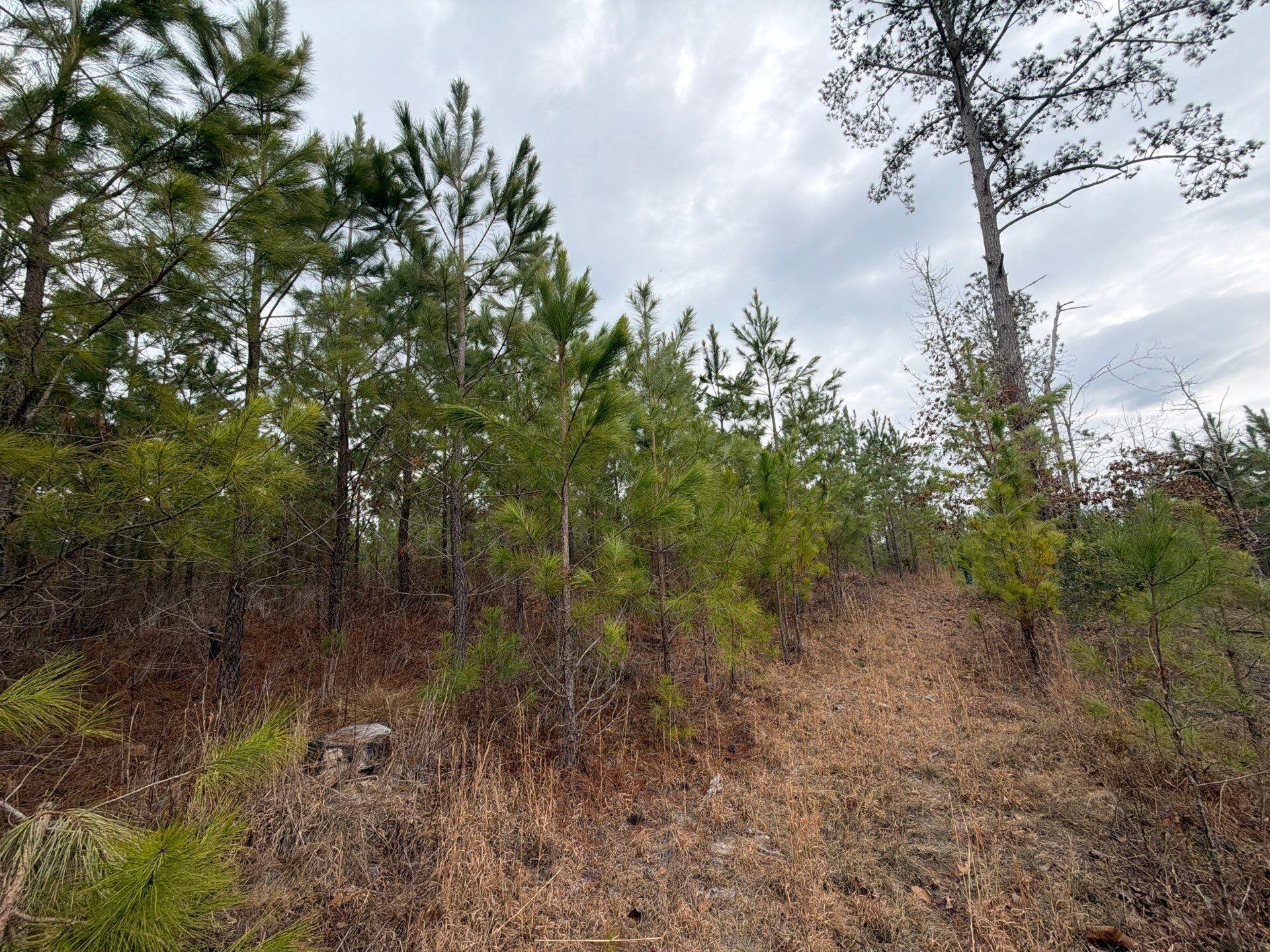 3 J C J C Barefoot Road Patrick, SC 29584 - Photo 10 of 17 13-Feb 11 2026 05_28pm-tH9w