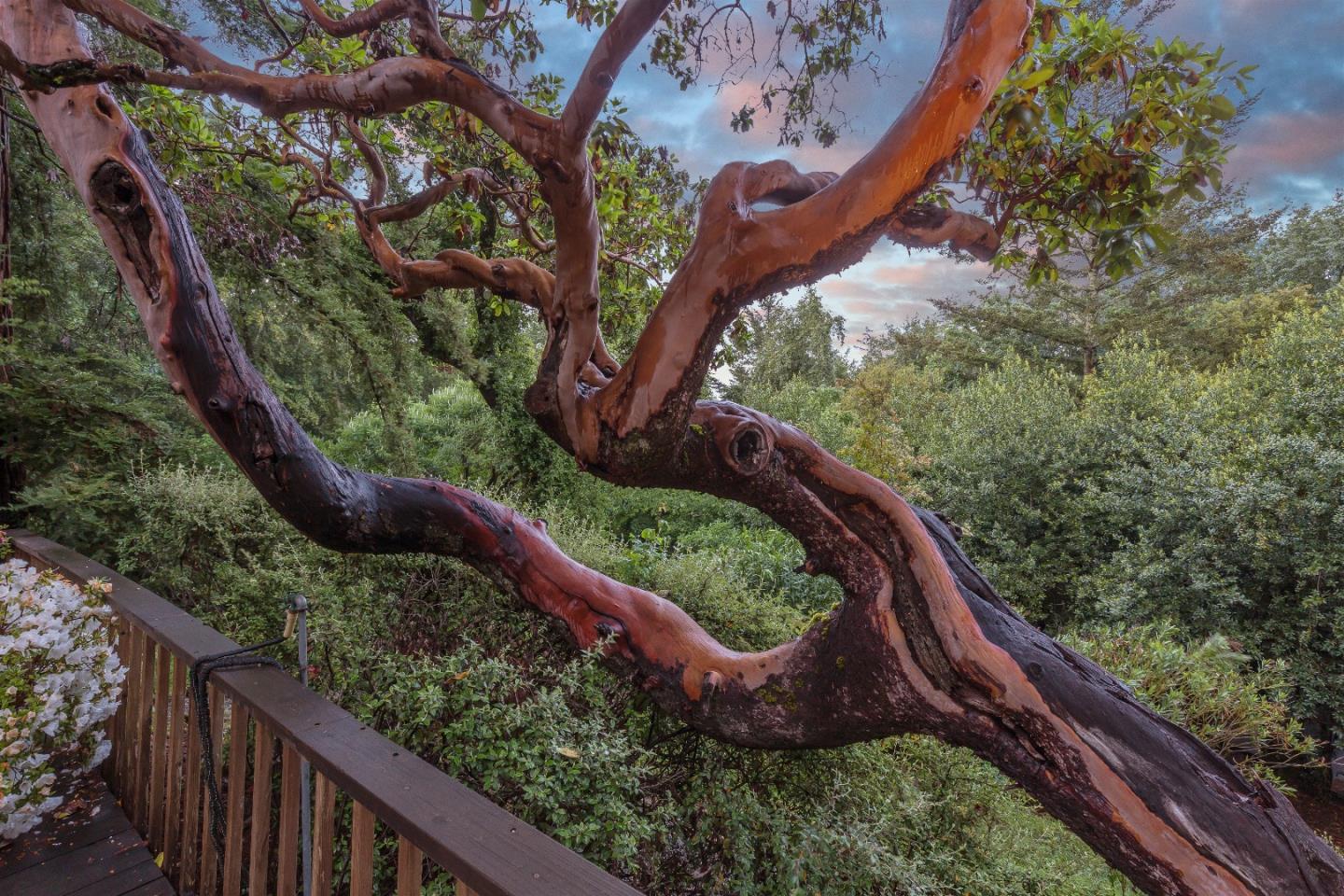 21661 Woolaroc Drive Los Gatos, CA 95033 - Photo 22 of 48 a view of an outdoor space