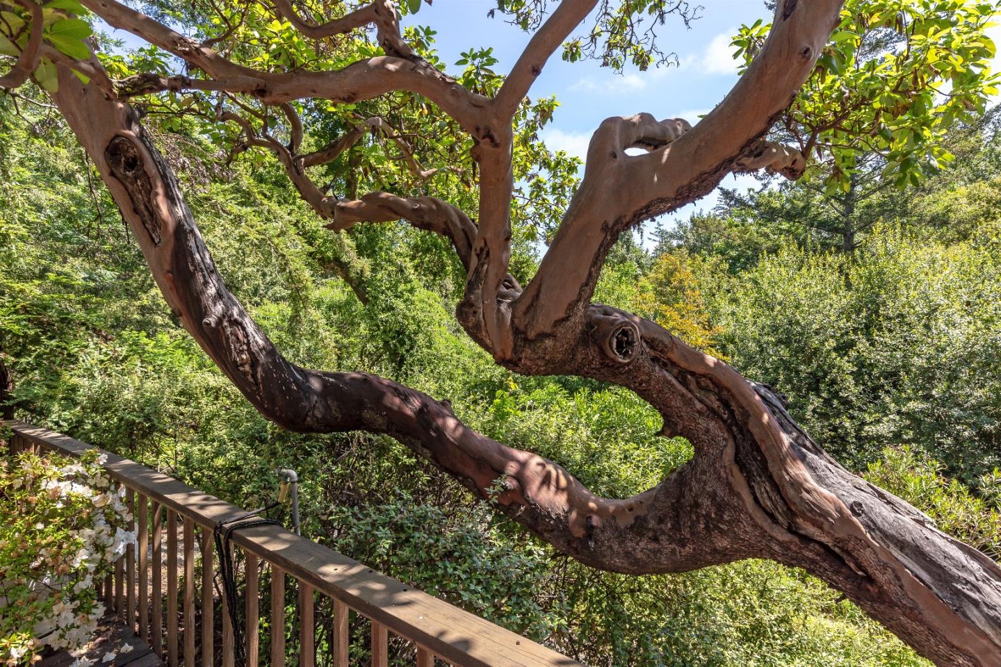 21661 Woolaroc Drive Los Gatos, CA 95033 - Photo 44 of 48 a view of a yard