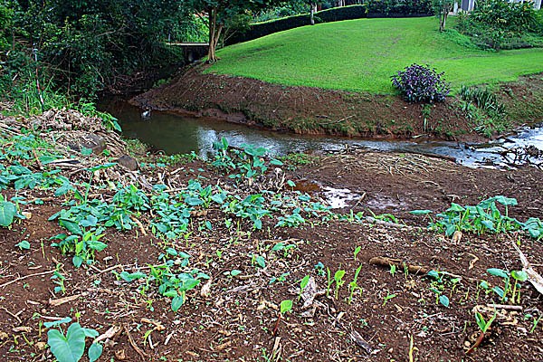 10 A Puupilo Road, Unit 2 Kapaa, HI 96746 - Photo 8 of 8 Gallery Image 8