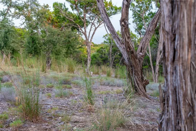 a view of a lake with a tree