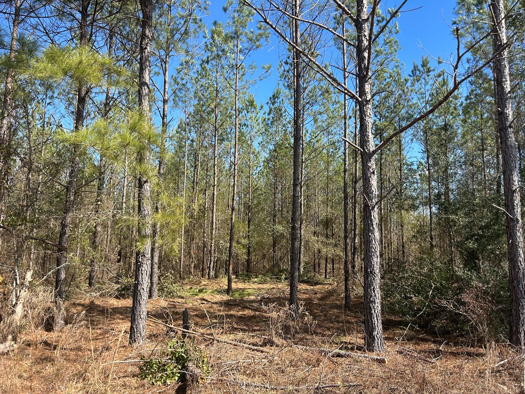 Lot 3-15 -ac Cottonwood Rd/ Phillips Road Cottonwood, AL 36320 - Photo 5 of 49
