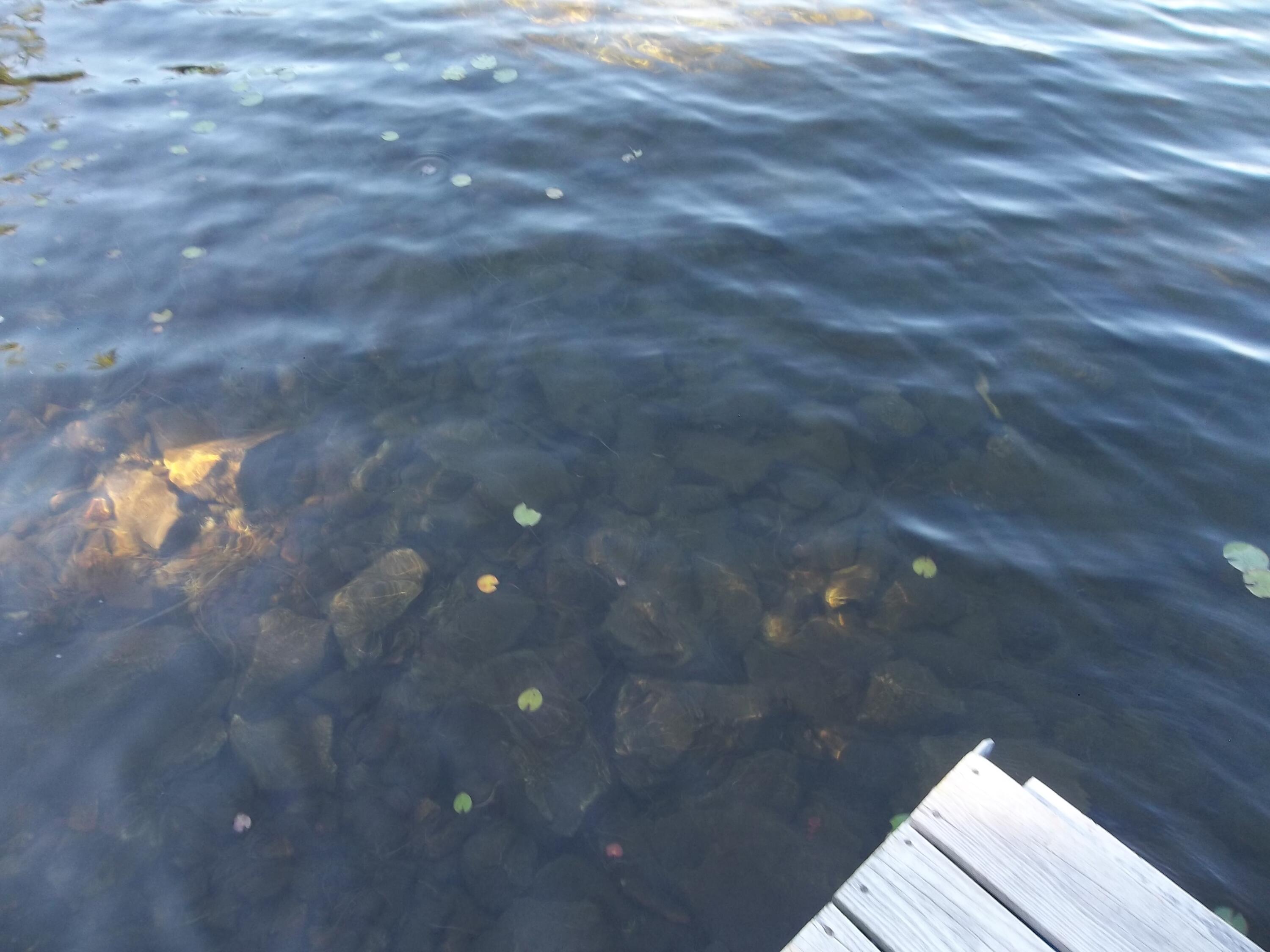 83 Cove Road Meddybemps, ME 04657 - Photo 21 of 31 100_0409