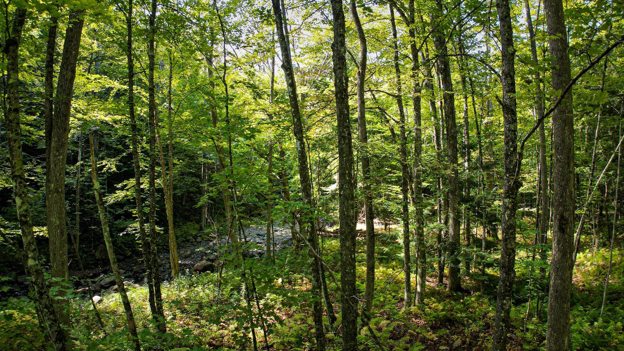 0 Camp Road Plainfield, NH 03781 - Photo 13 of 21