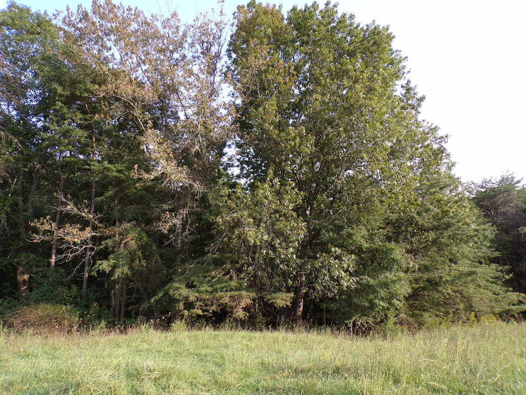 180 Antle Road Jamestown, KY 42629 - Photo 52 of 57 22c