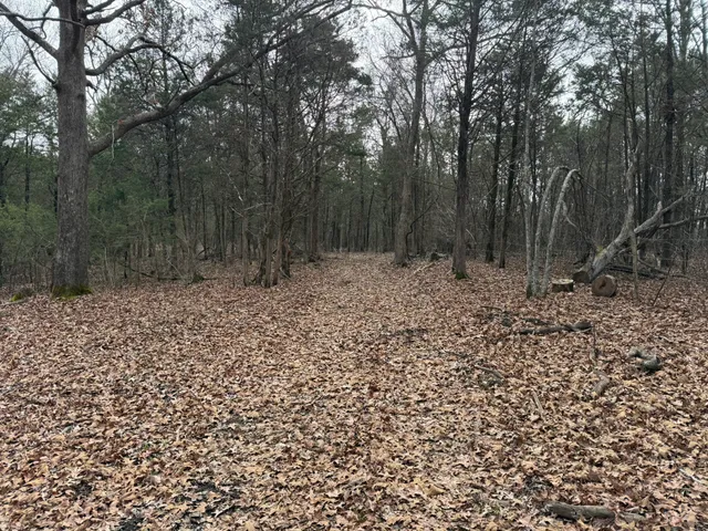 a big yard with lots of green space