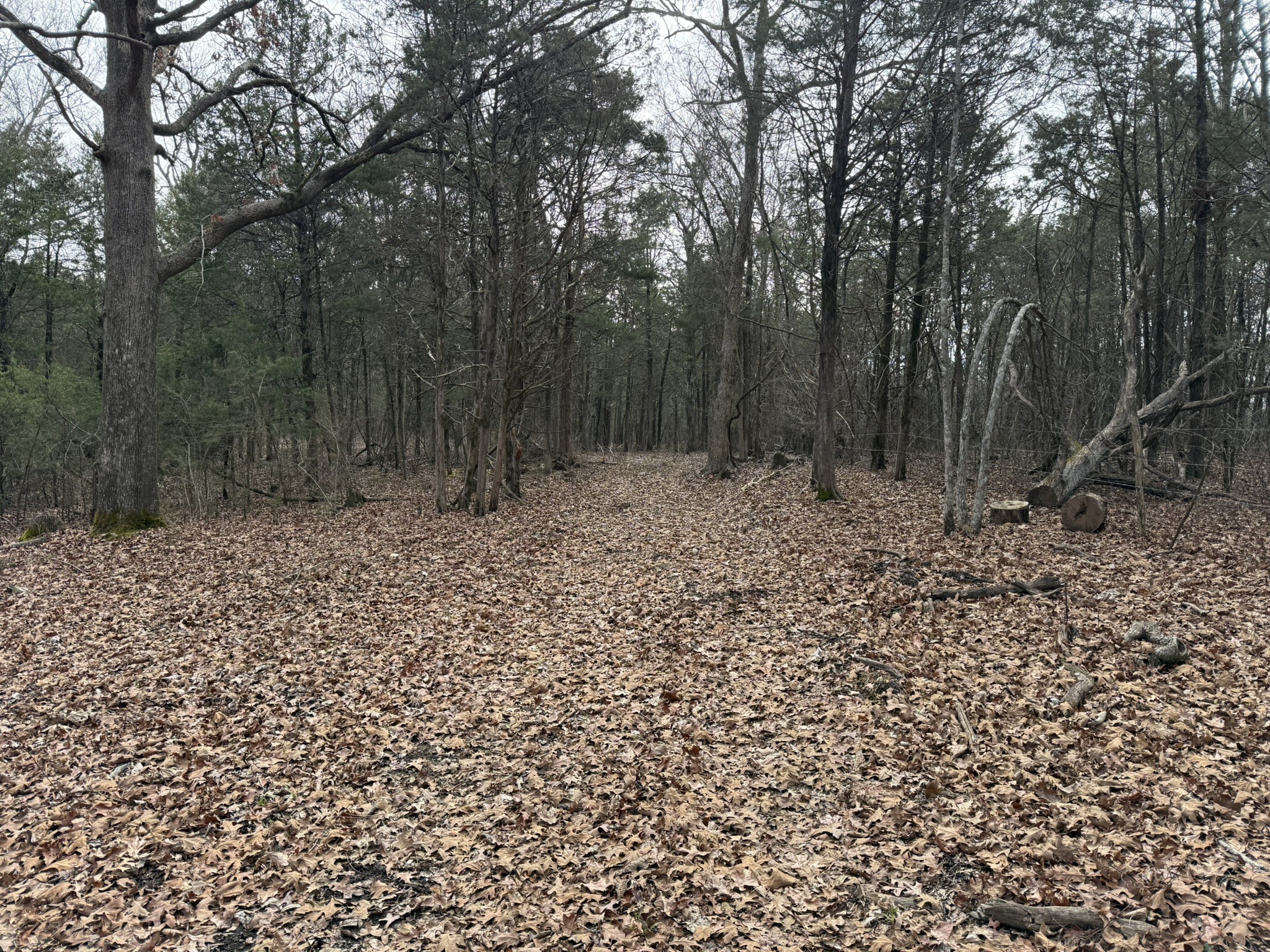 4492 Murray-Kittrell Road Readyville, TN 37149 - Photo 7 of 11 a big yard with lots of green space