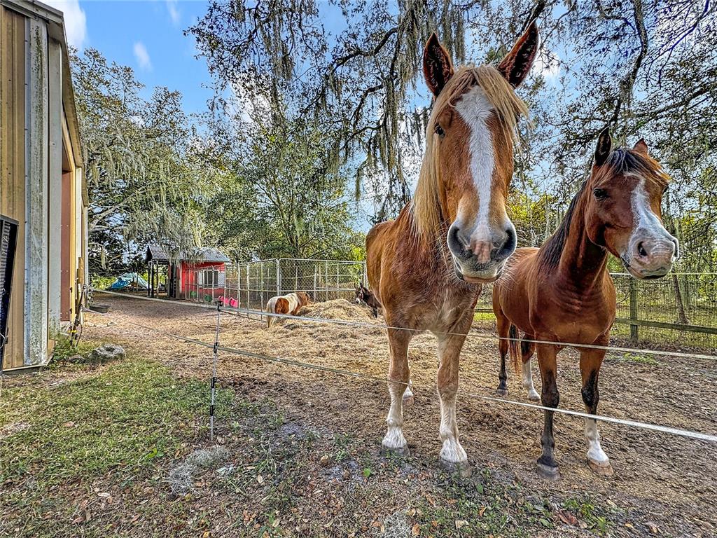 4295 Rambler Avenue St. Cloud, FL 34772 - Photo 54 of 54 a backyard of a house with table and chairs