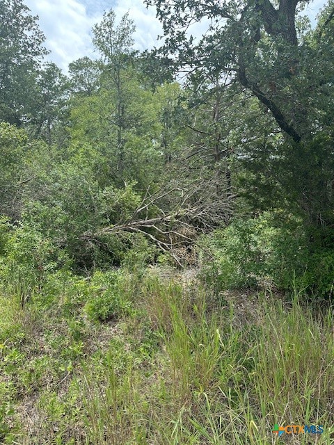 0 Tbd Bastrop, TX 78602 - Photo 2 of 7 a view of a lush green forest