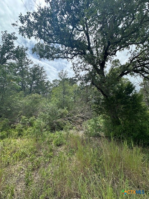 0 Tbd Bastrop, TX 78602 - Photo 3 of 7 a view of a lush green forest with lots of trees