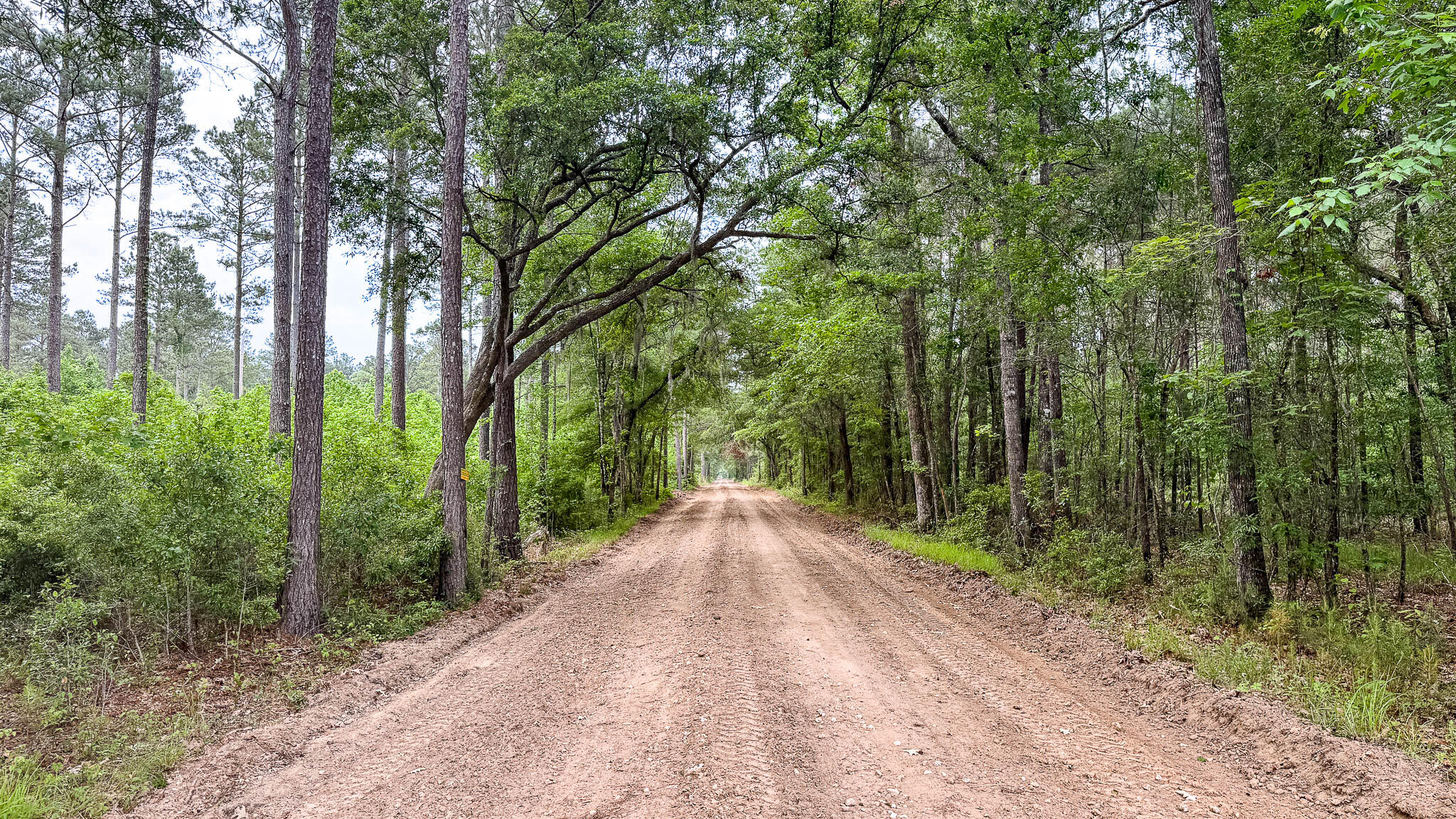 1034 Tuten Road Jacksonboro, SC 29452 - Photo 22 of 77 Hayne HallSC Land for Sale-22