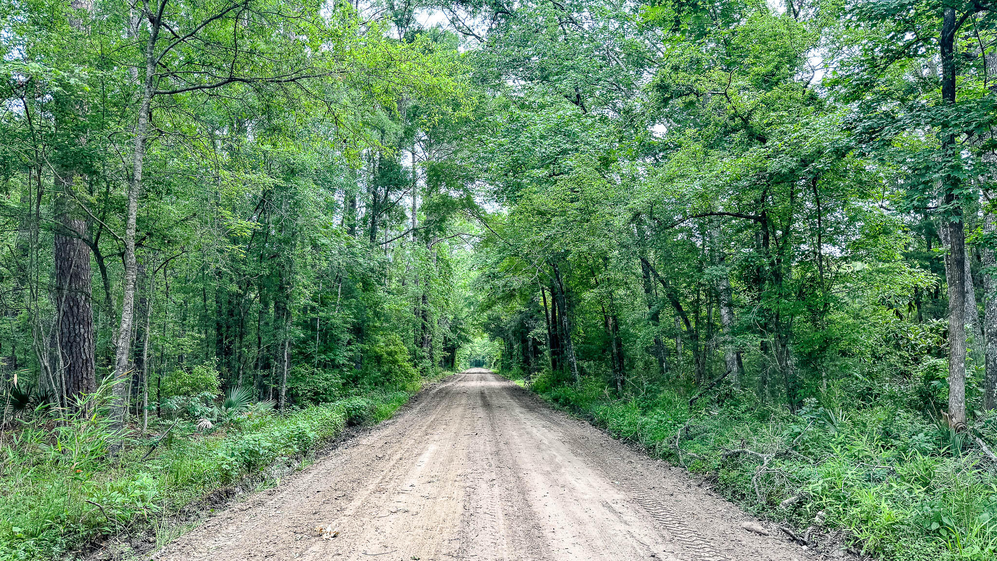 1034 Tuten Road Jacksonboro, SC 29452 - Photo 36 of 77 Hayne HallSC Land for Sale-38