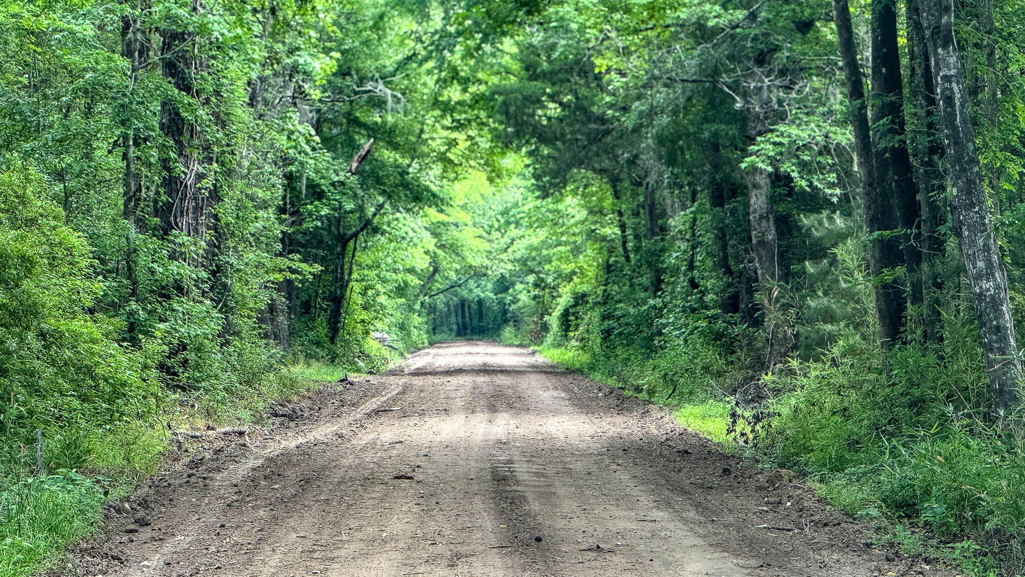 1034 Tuten Road Jacksonboro, SC 29452 - Photo 37 of 77 Hayne HallSC Land for Sale-39