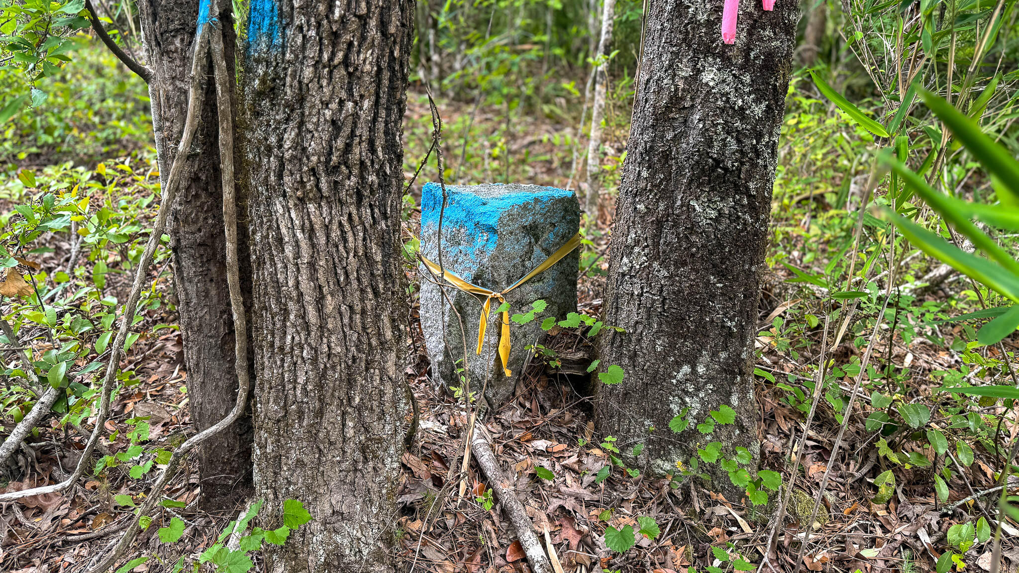 1034 Tuten Road Jacksonboro, SC 29452 - Photo 38 of 77 Hayne HallSC Land for Sale-40