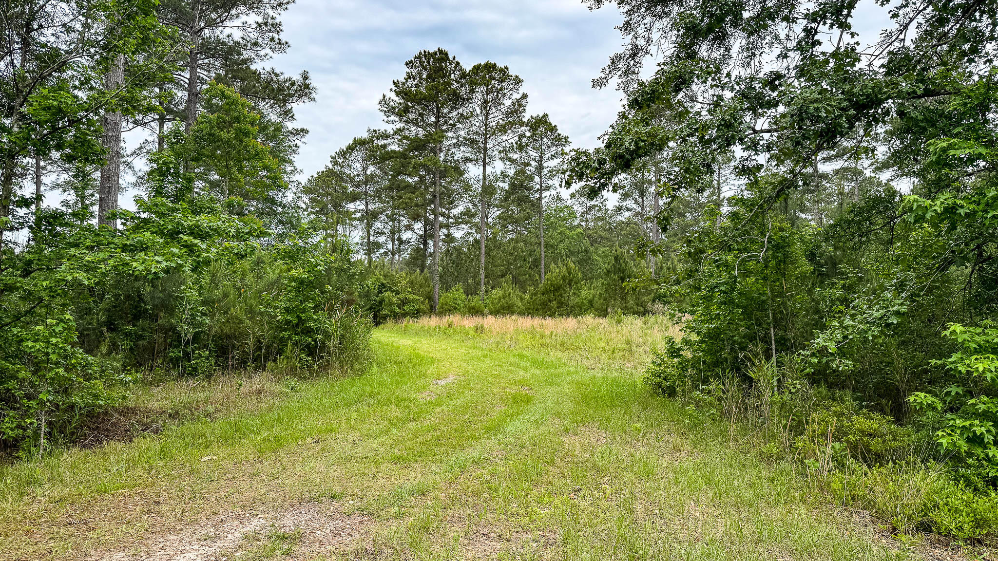 1034 Tuten Road Jacksonboro, SC 29452 - Photo 40 of 77 Hayne HallSC Land for Sale-42