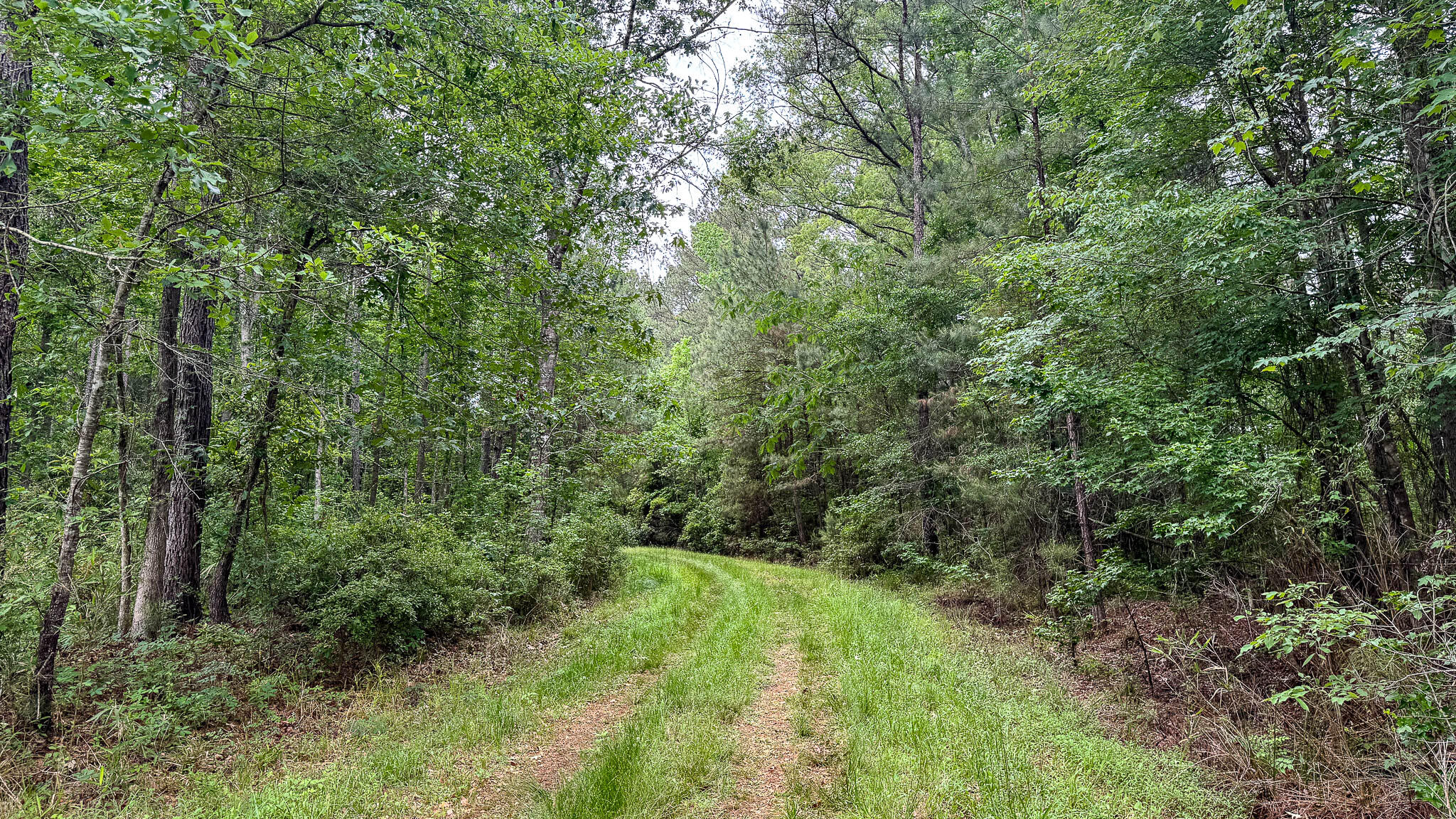 1034 Tuten Road Jacksonboro, SC 29452 - Photo 41 of 77 Hayne HallSC Land for Sale-43