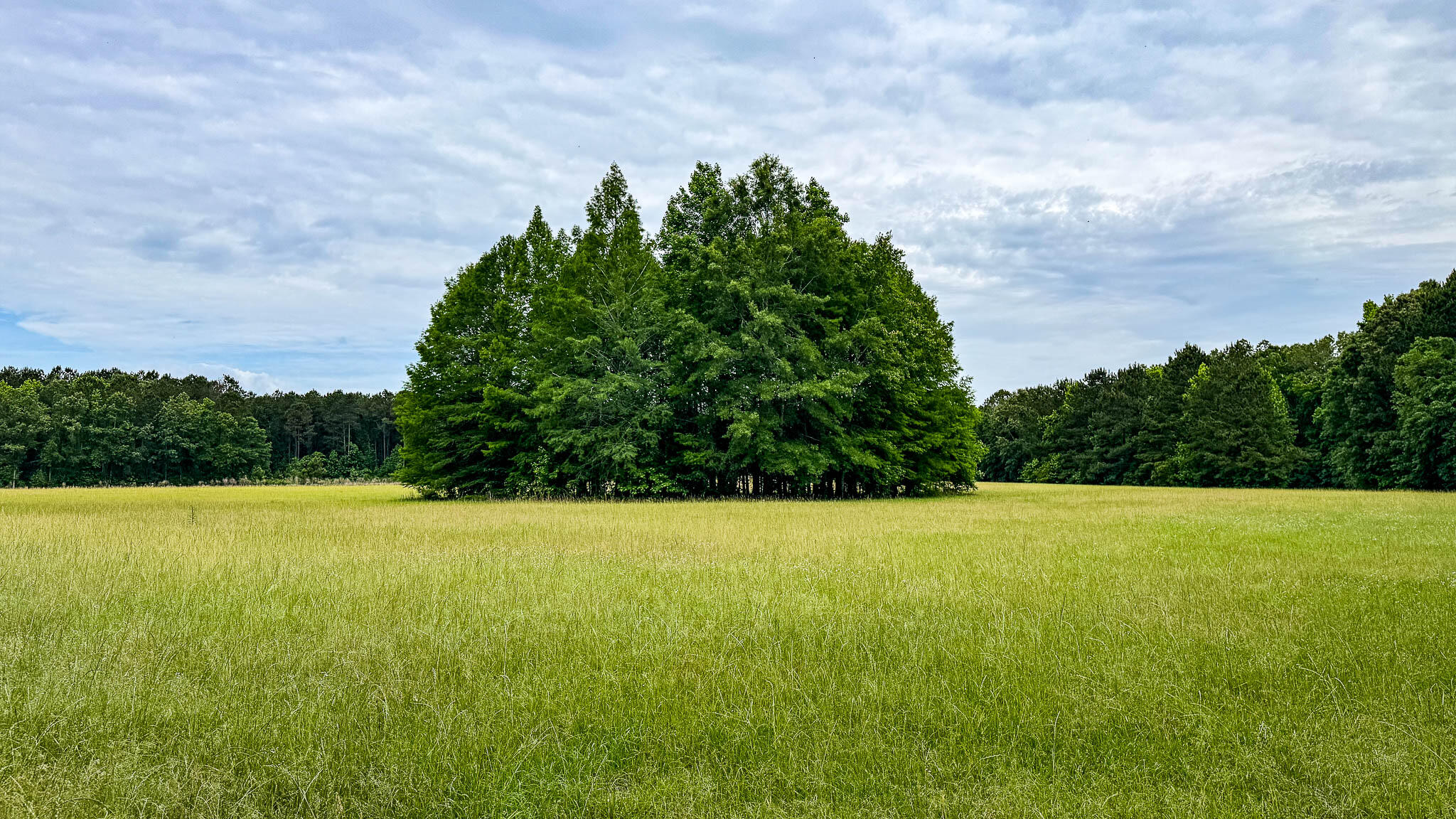 1034 Tuten Road Jacksonboro, SC 29452 - Photo 61 of 77 Hayne HallSC Land for Sale-74