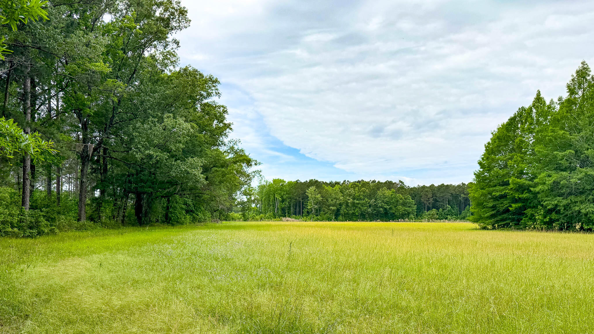 1034 Tuten Road Jacksonboro, SC 29452 - Photo 63 of 77 Hayne HallSC Land for Sale-76