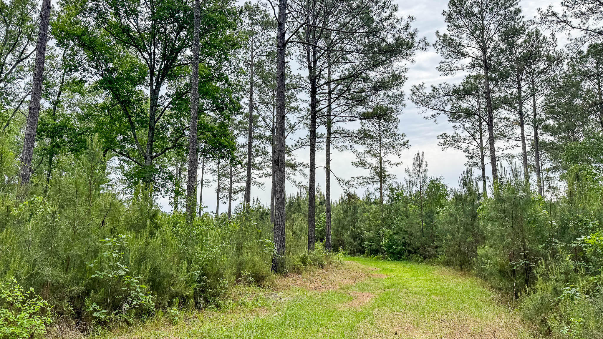 1034 Tuten Road Jacksonboro, SC 29452 - Photo 64 of 77 Hayne HallSC Land for Sale-72