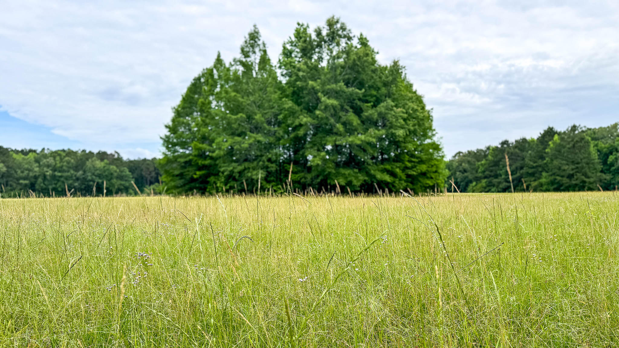1034 Tuten Road Jacksonboro, SC 29452 - Photo 66 of 77 Hayne HallSC Land for Sale-78