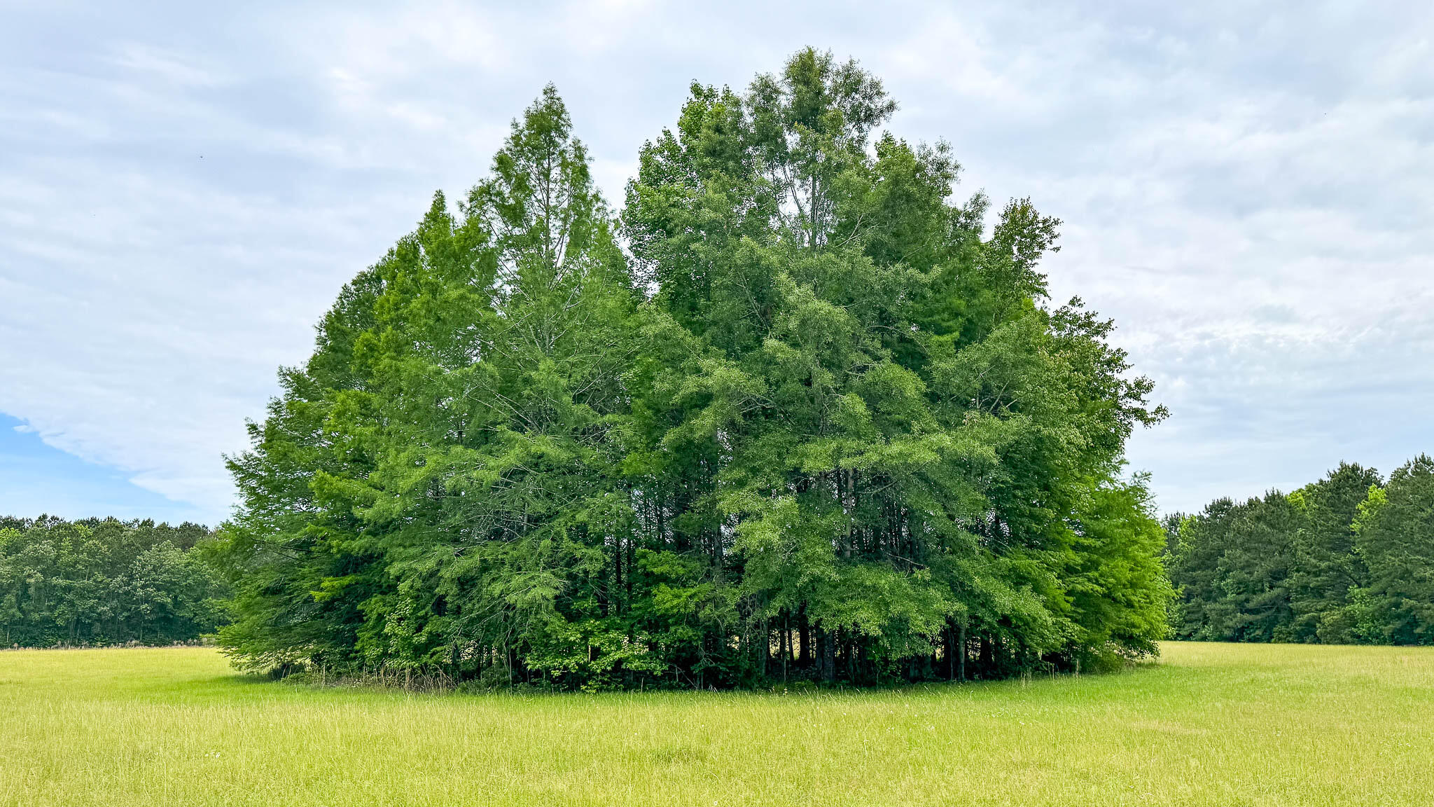 1034 Tuten Road Jacksonboro, SC 29452 - Photo 67 of 77 Hayne HallSC Land for Sale-79