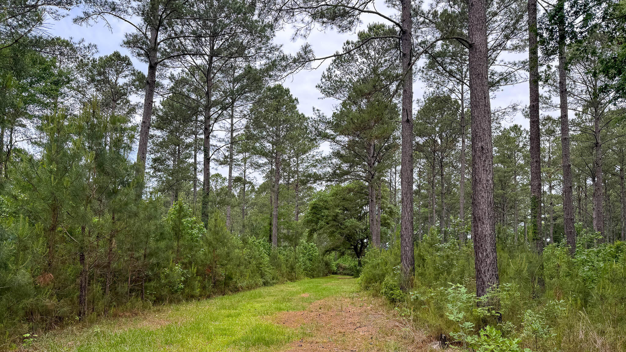1034 Tuten Road Jacksonboro, SC 29452 - Photo 68 of 77 Hayne HallSC Land for Sale-67