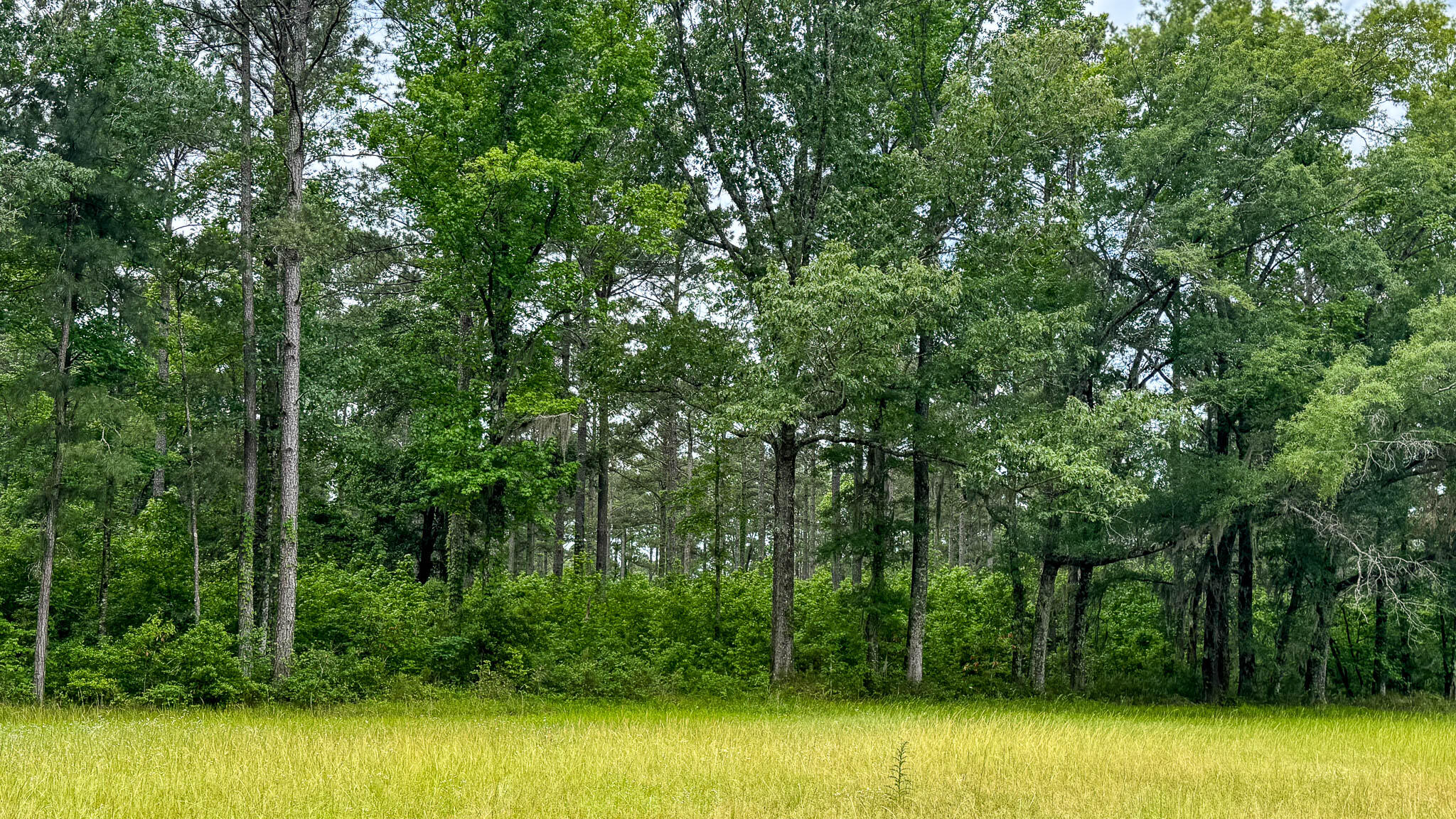 1034 Tuten Road Jacksonboro, SC 29452 - Photo 69 of 77 Hayne HallSC Land for Sale-80