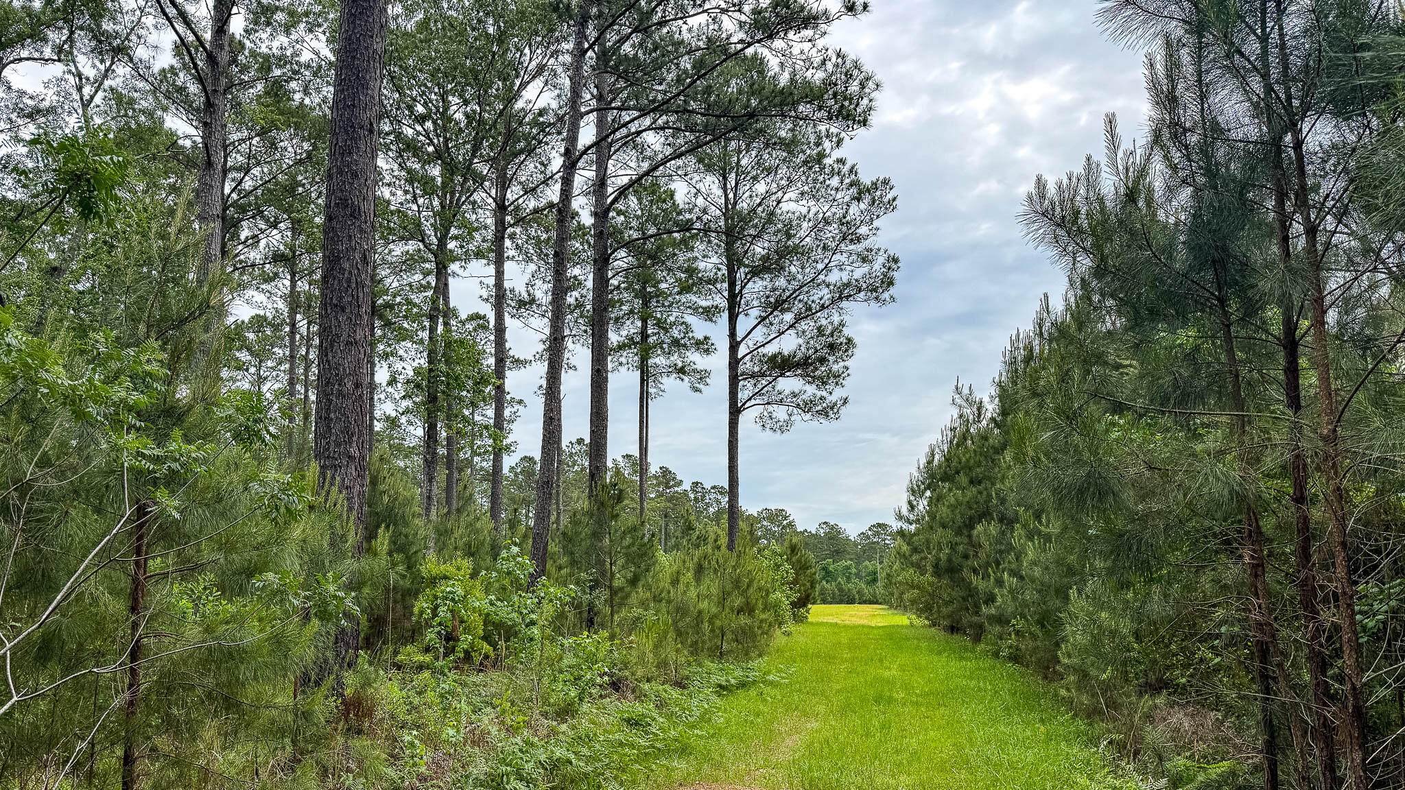 1034 Tuten Road Jacksonboro, SC 29452 - Photo 70 of 77 Hayne HallSC Land for Sale-68
